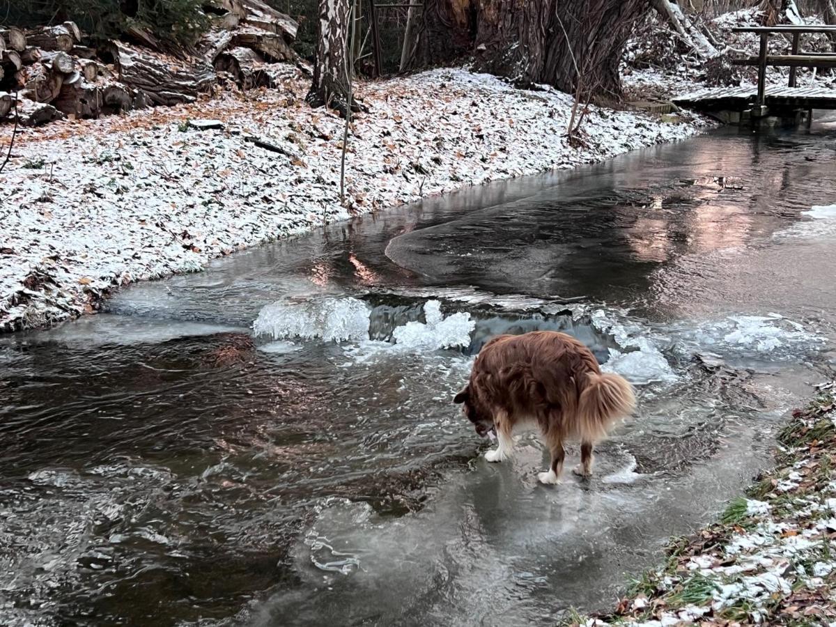 Ferienhaus Am Muehlgraben Thale Kültér fotó